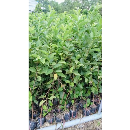 CÂY GIỐNG ỔI ĐÀI LOAN TỨ QUÝ SIÊU TRÁI