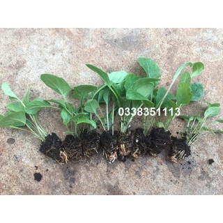 10 Cây gống hoa đồng tiền kép mô khoẻ đẹp🌱🌱🌱