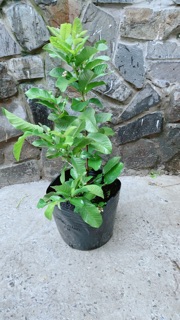 Cây Ổi Cho Sai Trái
