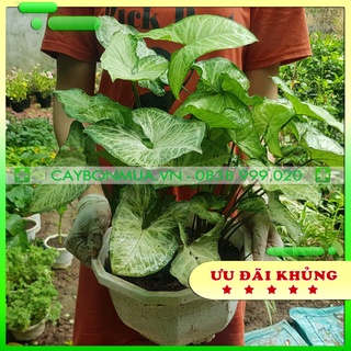 [Cây mini nội thất] Cây Muống Nhật, cao 15-20cm, trồng chậu để bàn siêu sinh.