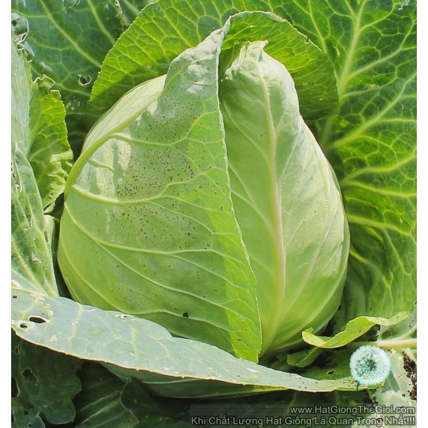 Hạt giống bắp cải xanh hinh trái tím F1 - Gói 30 Hạt