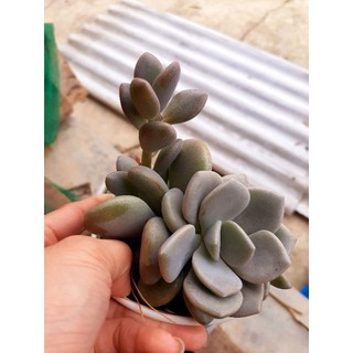 SEN ĐÁ GIỐNG MỚI