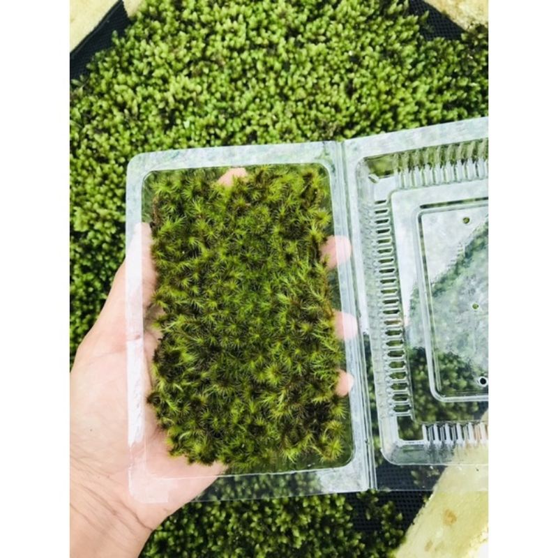 Rêu Common haircap 10x15cm