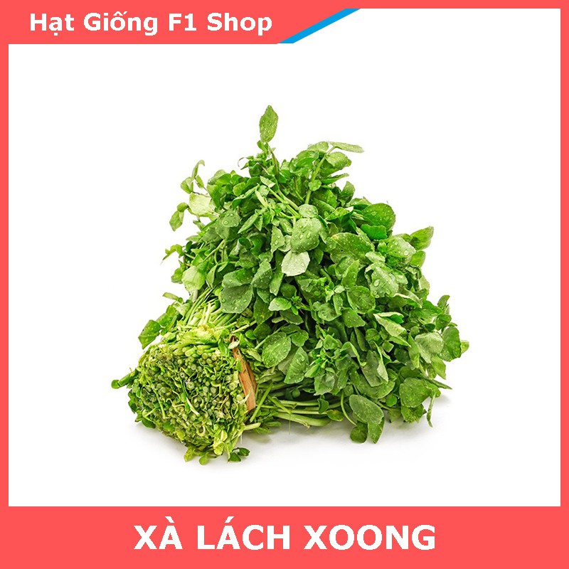 Hạt Giống Xà Lách Xoong Mỹ Lá Tròn Thơm Ngon