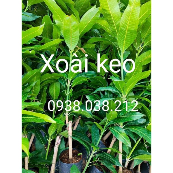 CÂY XOÀI KEO