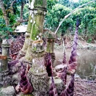 Cây tre mạnh tông
