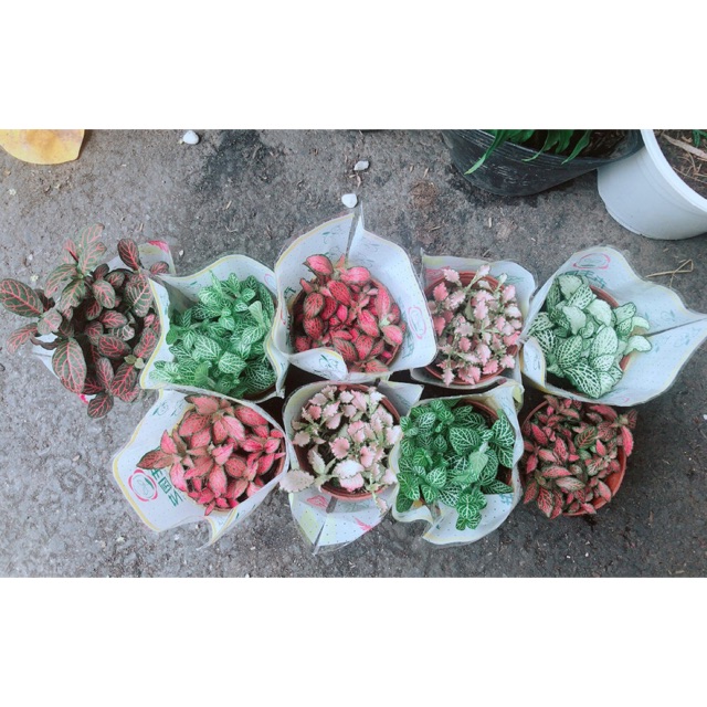 Cây Cẩm Nhung 35k