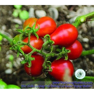 1gr 300.hạt hạt giống cà chua cherry lê đỏ
