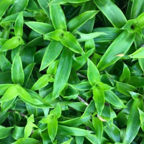 Cây lược vàng lá 1kg