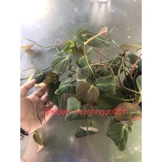 Chậu trầu bà tía/ trầu bà tím