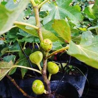 Cây Sung Mỹ đang có trái