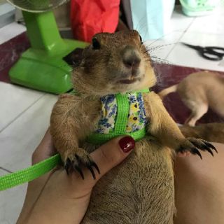 Dây dắt SÓC BẮC MỸ