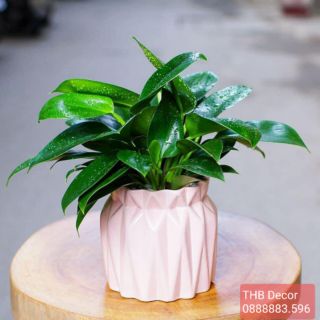 Chậu hoa gốm sứ Bát Tràng