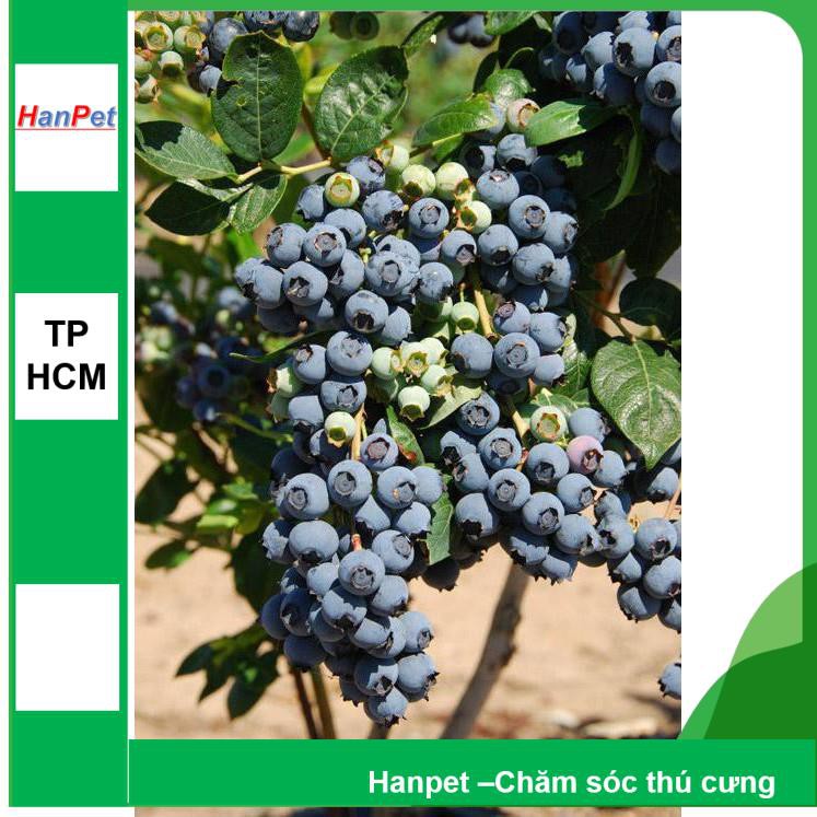 HCM- (HOA TRONG NHÀ) Hạt giống Việt quất -phù hợp khí hậu nhiệt đới - HP1511002LV
