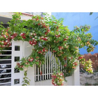 🌷🌿Hoa Trang Leo🌷🌿