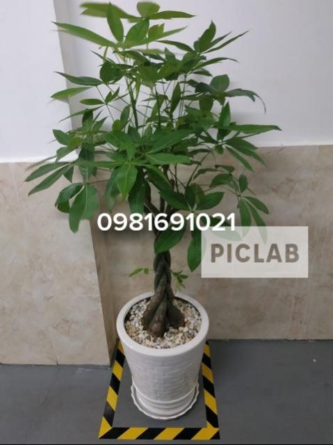 BĂNG KEO DÁN NỀN PHÂN CHIA KHU VỰC, BĂNG KEO CẢNH BÁO  - VÀNG ĐEN 5F X 33M - BAO BÌ KHẢ ANH