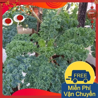Combo 3 Gói Hạt Giống Cải Kale ( Xoăn Xanh )