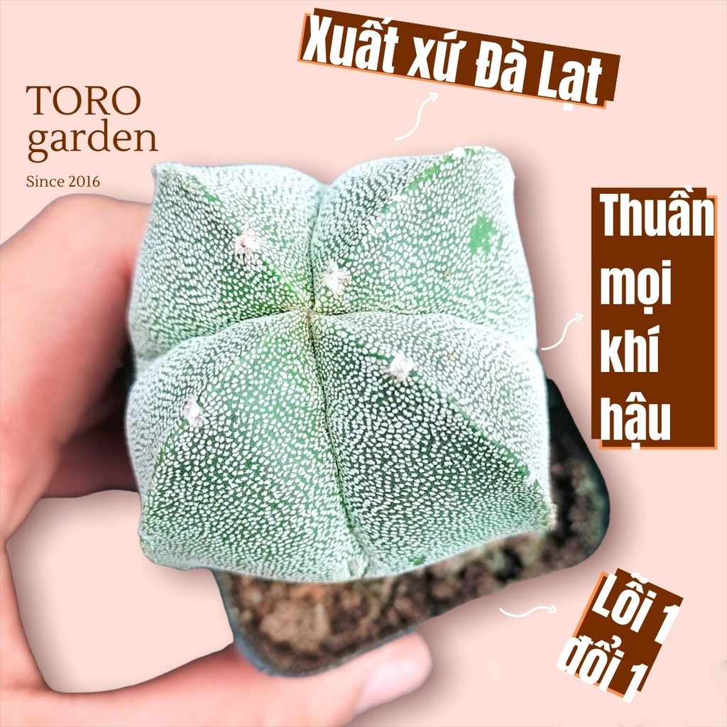 Xương rồng astro Đà Lạt size bé cây cảnh trang trí nhà cửa Toro garden