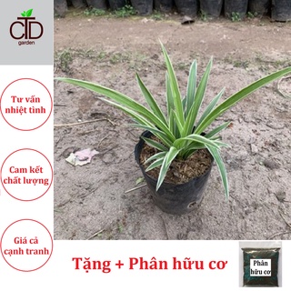 Cây cỏ bạch chỉ, lan bạch chỉ, lá sợi chỉ,cây cao 20cm  trồng trang trí cảnh quan sân vườn.