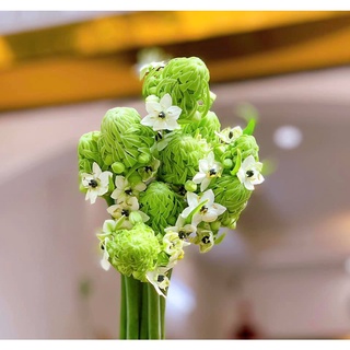 Củ hoa THIÊN NGA TRẮNG MẮT NGỌC