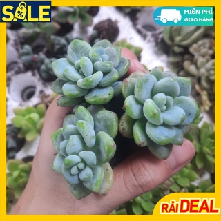 Cây sen đá sỏi thiên thanh size bé mini 2-4cm - lỗi 1 đổi 1