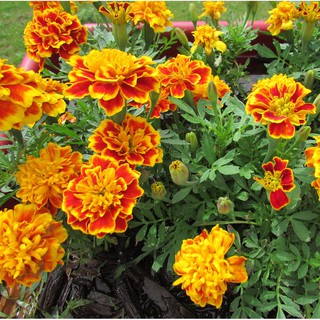 Gói 50 hạt hoa cúc vạn thọ Pháp cánh kép pha màu, hạt giống hoa cúc vạn thọ ra hoa đẹp