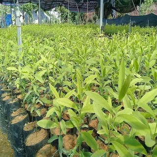 Cây giống đàn hương trắng