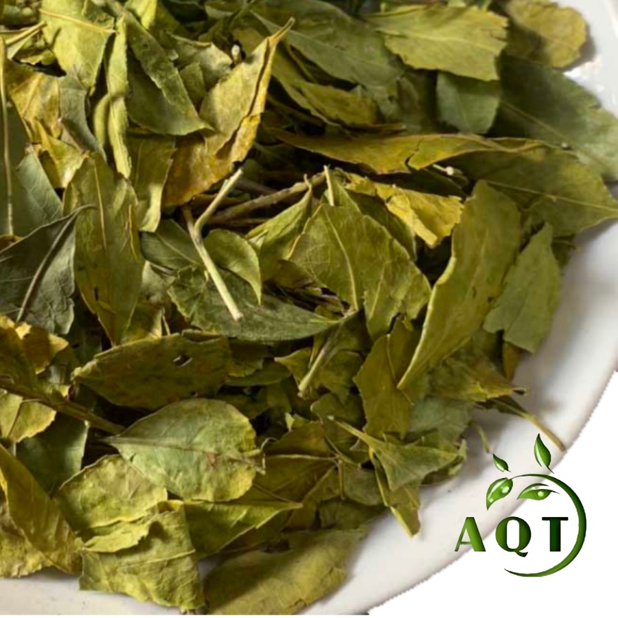 1kg Chè Dung (Trà Dung Khô), Lá Chè Dung Giảm Cân, Thanh Nhiệt, Tốt Cho Dạ Dày