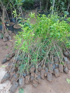 Cây giống mơ vàng
