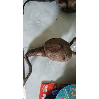 bình vôi bất tử cho ae chơi lm thuốc