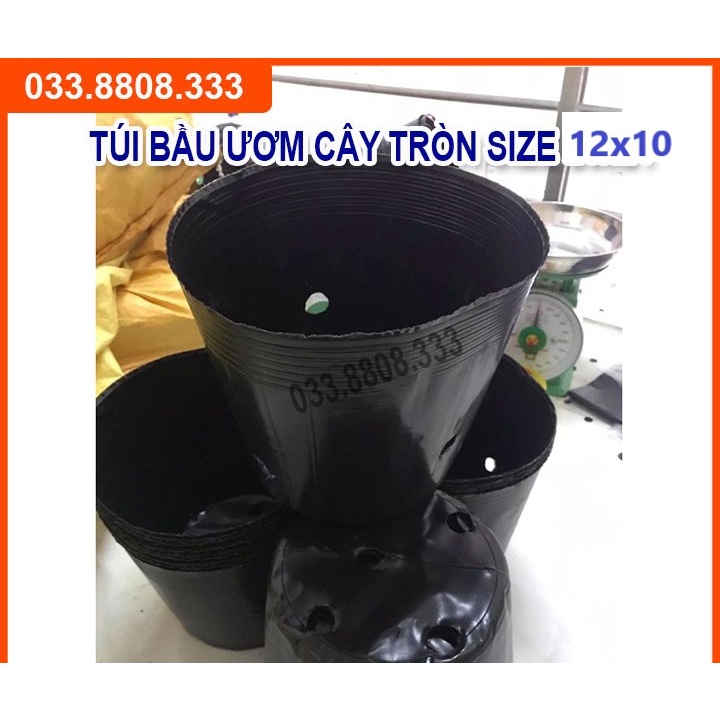 BẦU TRÒN ƯƠM CÂY 12X10 ( 1KG)- HÀNG LOẠI 1