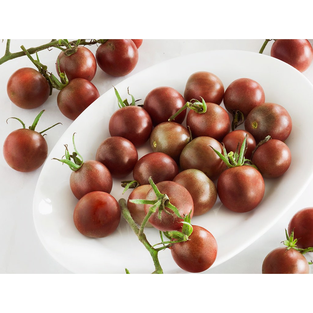 Chậu cây giống Cà Chua Socola giao cây khỏe kháng bệnh tốt