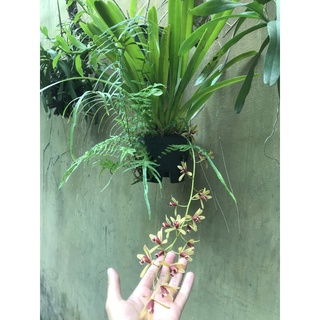 gIò hoa lan kiếm tiên vũ đang hoa
