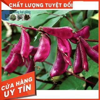 Hạt Giống Đậu Ván Tím (10 H) - Dinh Dưỡng, Năng Suất Cao