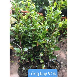 combo 2 cúc rồng bay