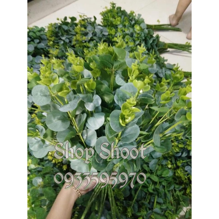 LÁ TÁO XỊN