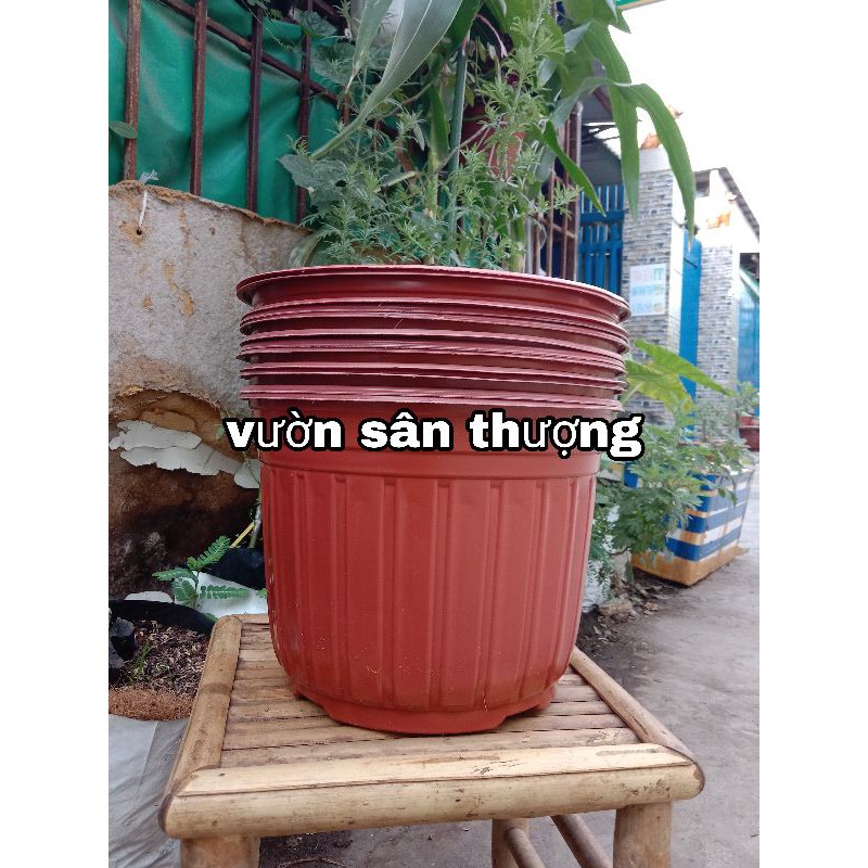 Set 5 Chậu Trồng Cây 280*205 Chuyên Trồng Hoa, Rau..