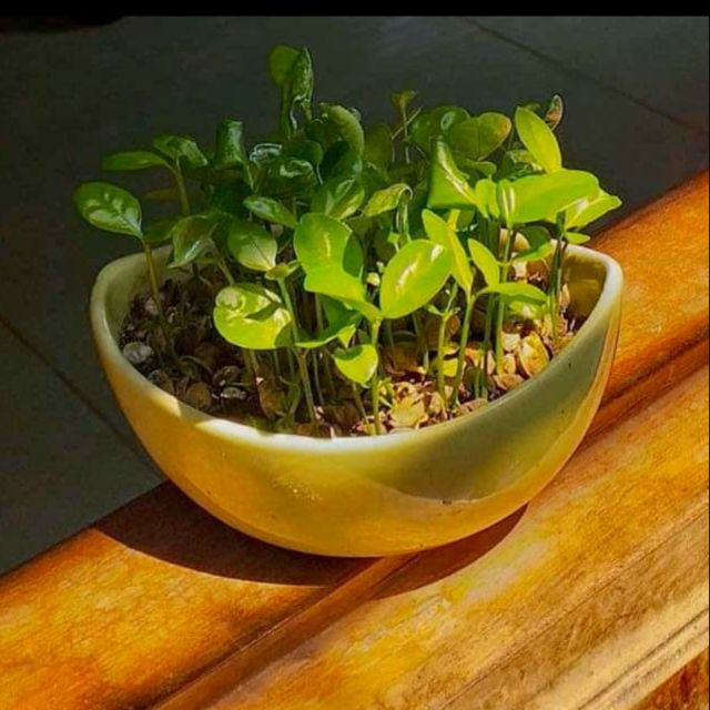 Ang/chậu sứ hình thuyền