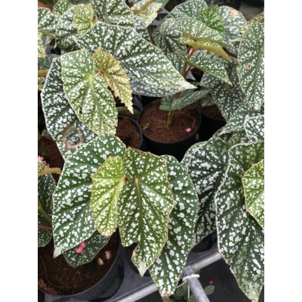 Cây begonia Snowcap