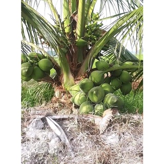 cây giống dừa dứa (chuẩn giống mau trái siêu sớm)