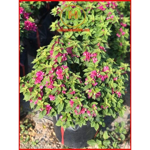 Siêu ra hoa Mai vàng Nutrilux super flower gói 100g phân hóa mầm hoa phun trước giai đoạn cây chuẩn bị ra hoa