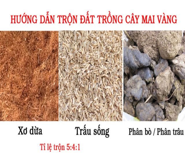 1 KG vỏ trấu tươi trồng rau hoa, thủy canh, chăn nuôi..