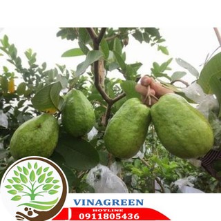 ổi nữ hoàng