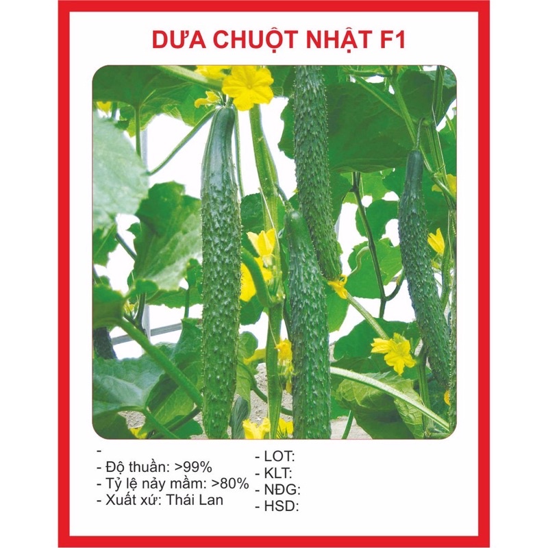 Hạt giống dưa chuột kiếm (dưa chuột Nhật), Hạt giống chuẩn tỉ lệ nảy mầm cao