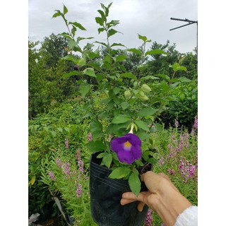 Cát Đằng Đứng ( Hồng Phúc Thiên Lý)