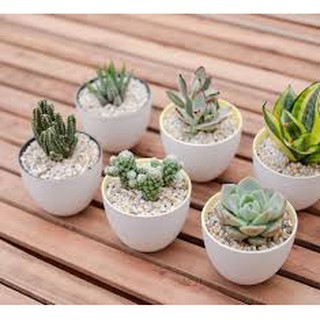 SỎI TRẮNG MINI - 100Gram/ gói