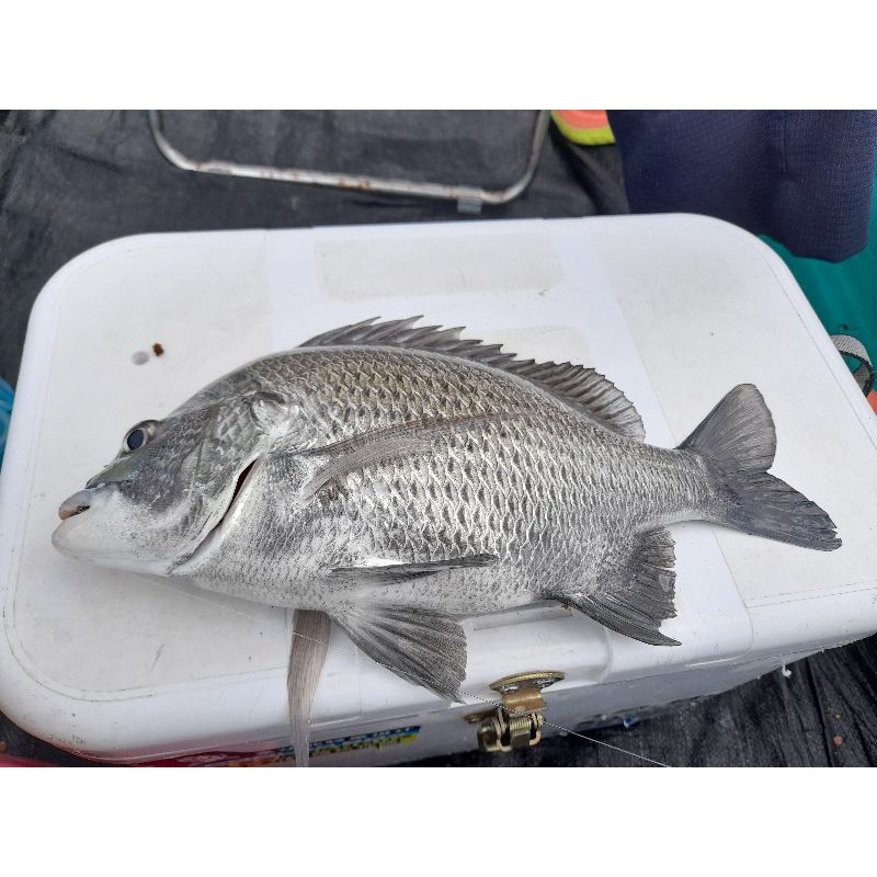 Mồi xả dụ cá tráp . Sea bream fishing