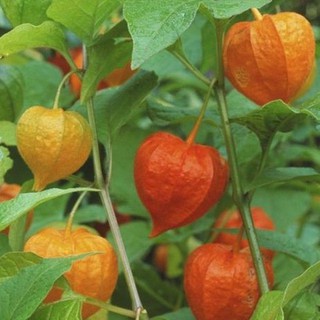 Hạt Giống Cây Thù Lù Nam Mỹ( Cây anh đào đất ) { gói 50 hạt }