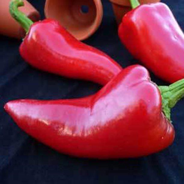 HẠT GIỐNG ỚT FRESNO CHILE F1 - 20 HẠT