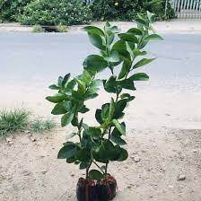 Cây Chanh Tứ Quý không hạt ra quả quanh năm cây giống kèm bầu đất cao 40cm - 60cm lá có mùi thơm làm gia vị nhiều món ăn